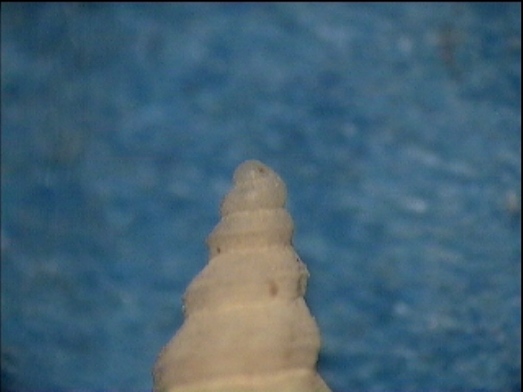Comarmondia stria
